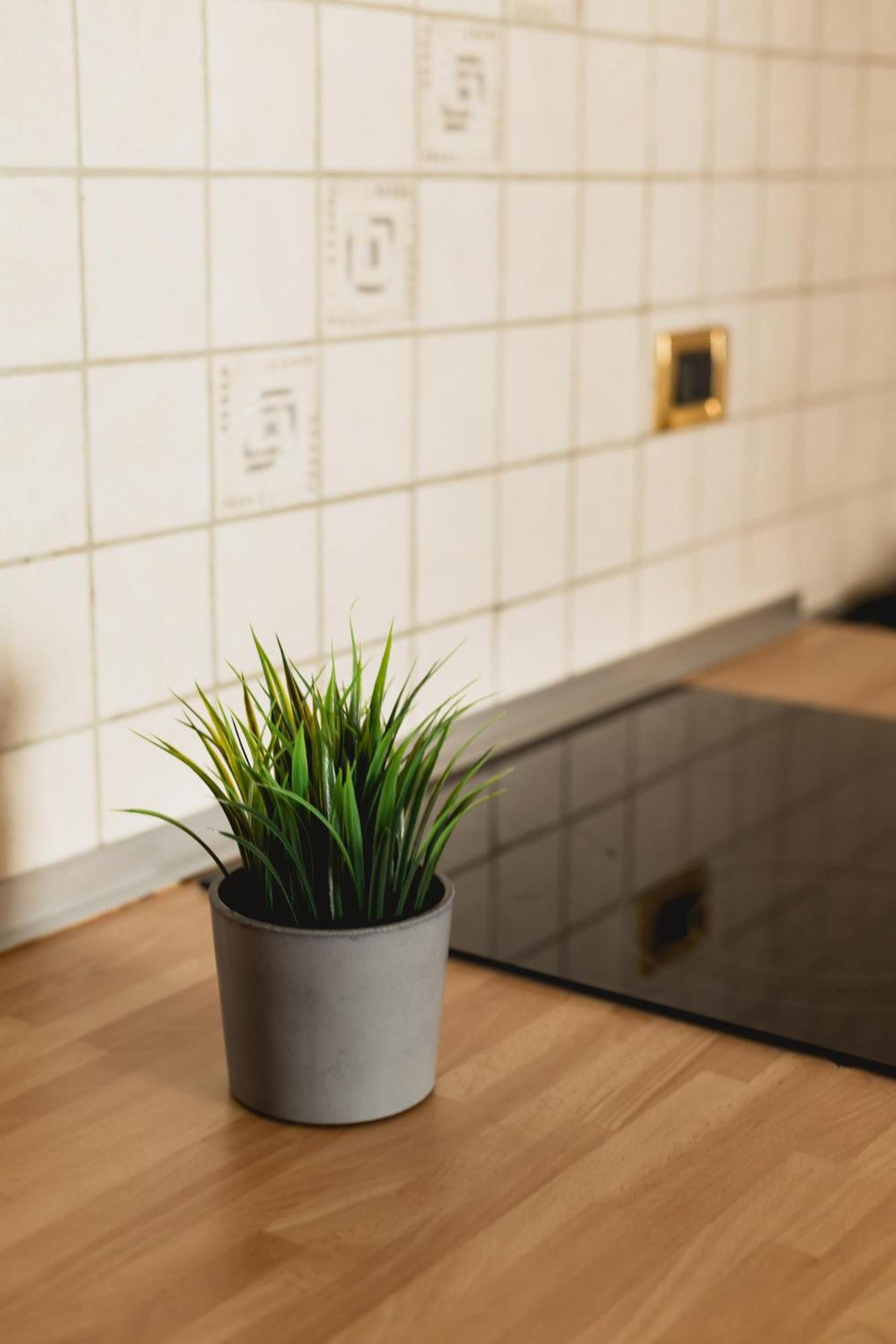 Bergreen Apartments オッサーナ エクステリア 写真